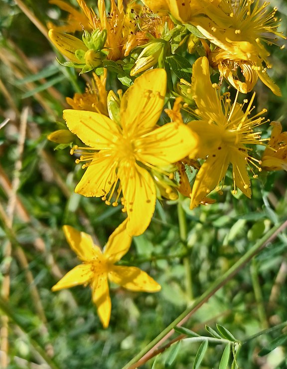 Johanniskraut