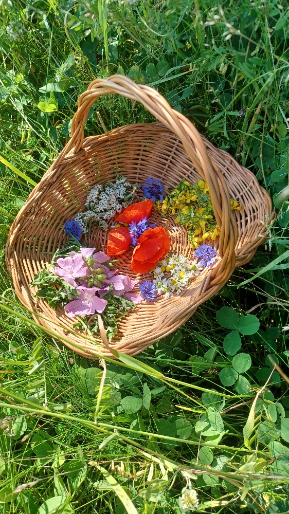 Blütenkörbchen